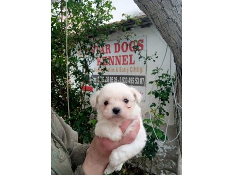 (sdk) çiftlikten numara maltese terrier köpekler