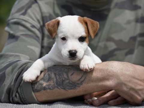 Fcı şecereli safkan jack russell terrier yavru