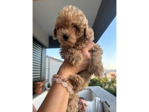 Toy yavru poodle anne baba poodle