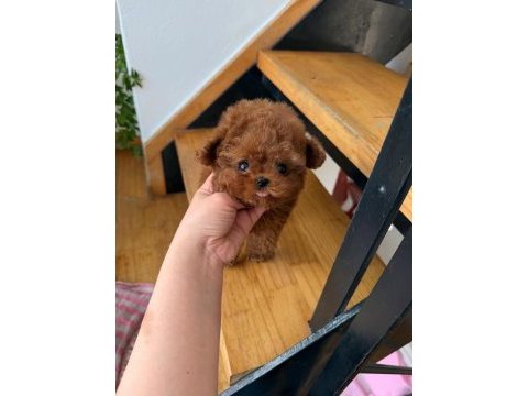 Orjinal toy poodle yavrumuz mia 