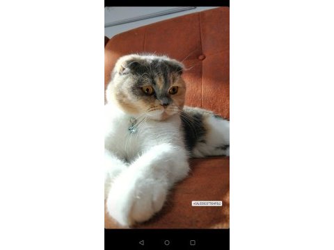 1 yaş calıco scottish fold