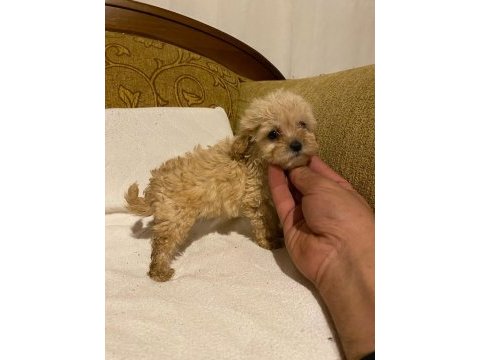 Apricot poodle yavrularımız