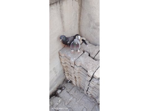 Damızlık oyunlu kuşlar