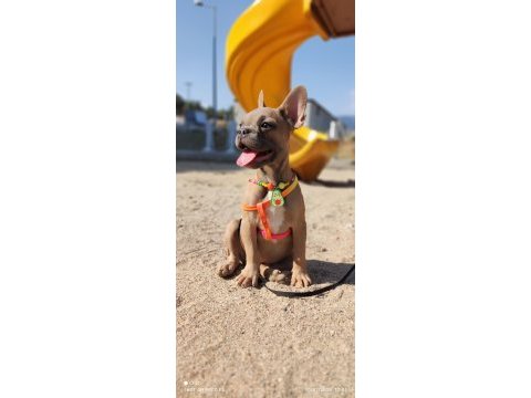 Efsane anatomi french bulldog