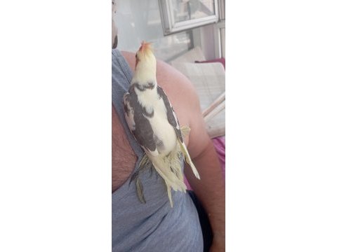 Bir buçuk aylık ve 4 aylık sultanlar mevcut