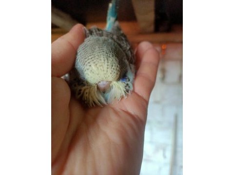 Yeni yeme düşmüş muhabbet kuşu yavrular mevcuttur