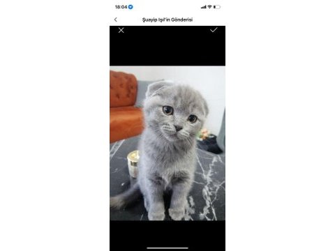 Scottish fold yavru