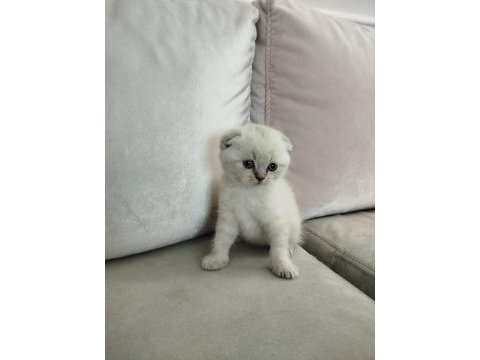 Yeni yılın british longhair bebekleri