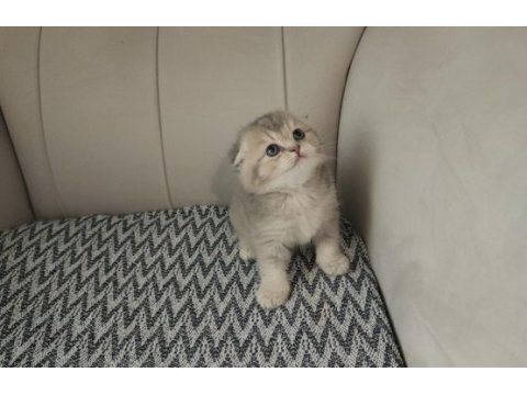 Premium ve sağlıklı bebek kediler