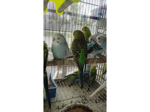 Ele alıştırmalık yavru muhabbet kuşları erkek