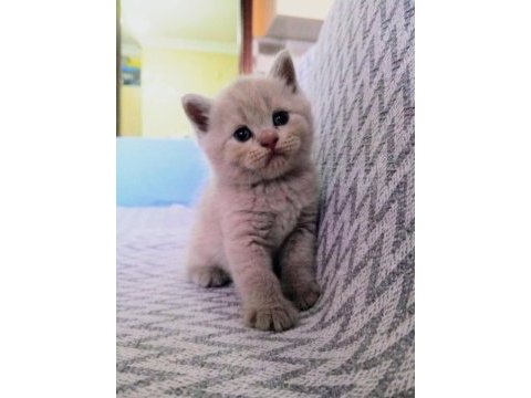 British shorthair scottish fold kedisi