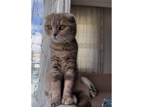 Ücretsiz sahiplendirme scottish fold