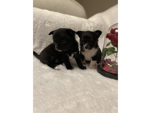 Ev ortamından teacup chihuahua yavrular