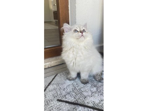 Erkek kedim yuvasını arıyor