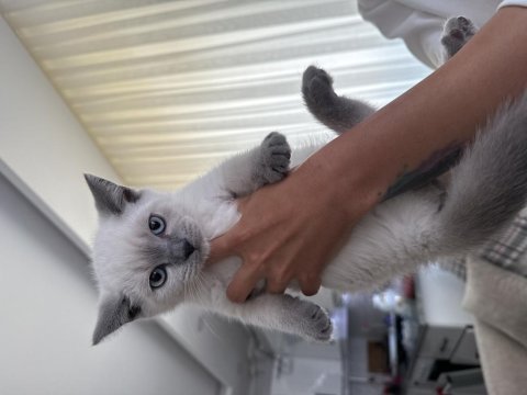 British shorthair 60 günlük erkek