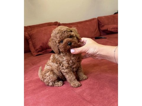 Red brown mini poodle bebekler 