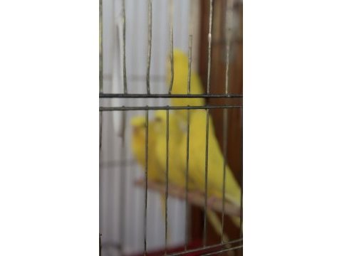 Lutino muhabbet kuşlarım