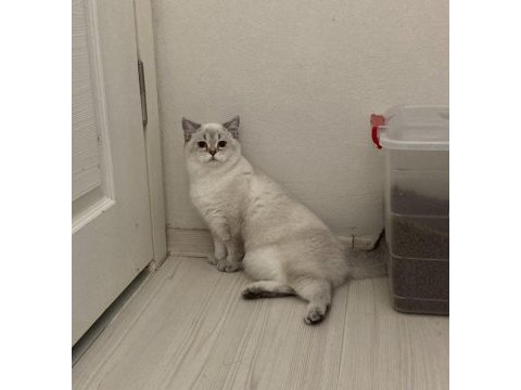 Yetişkin point dişi ve erkek british shorthair