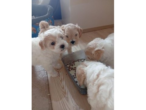 A kalite maltipoo yavrular