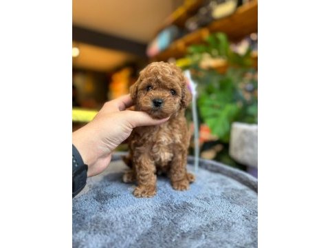 Sağlık ve ırk garantili toy poodle