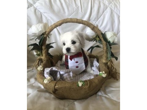 Bayram gibi şeker sahibinden aşılı maltese terrier