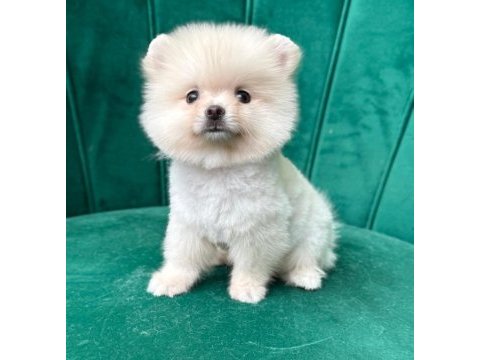 Muhteşem pomeranian boo yavrularımız