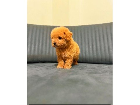 A kalite maltipoo yavrularım teslime hazır