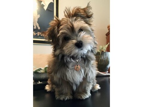 Ruhsatlı çiftlikten morkie yavrular