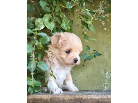 Maltipoo bebekler