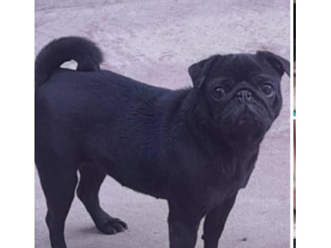 Pug damızlık dişi erkek