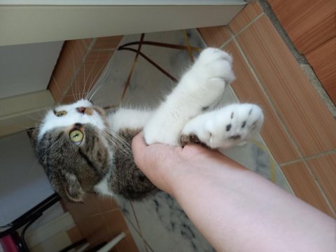 Scottish fold kedisi acil