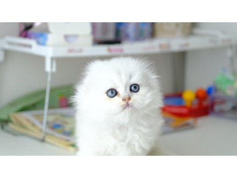 Scottish fold longhair top kafa silver yavrumuz