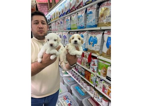 Orjinal maltipoo bebekler aşılı belgeli