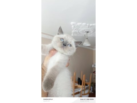 Blue point dişi british shorthair