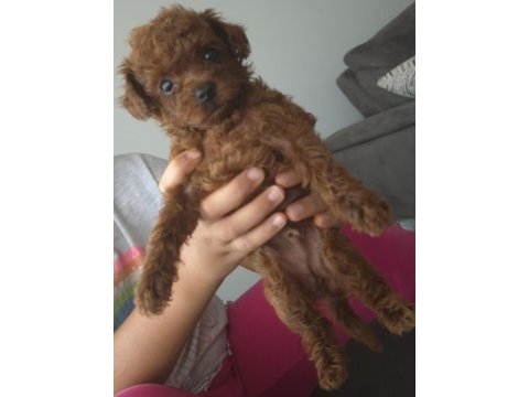 10 güne teslim kore anne babadan safkan kore poodle bebekler