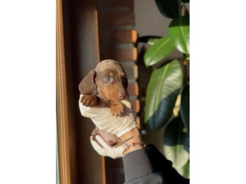 Chocolate tan ve chocolate merle dachshund yavruları
