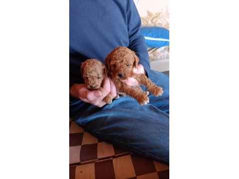 Red teacup toy poodle