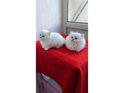 Maviş gözlü safkan british longhair yavrular