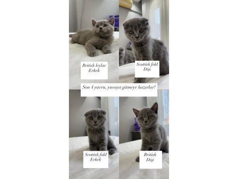 9 temmuz doğumlu safkan scottish fold bebekler