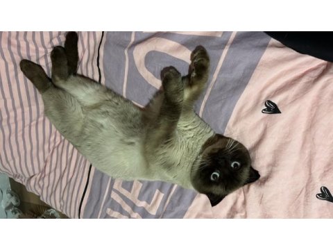 Yakışıklı scottish fold