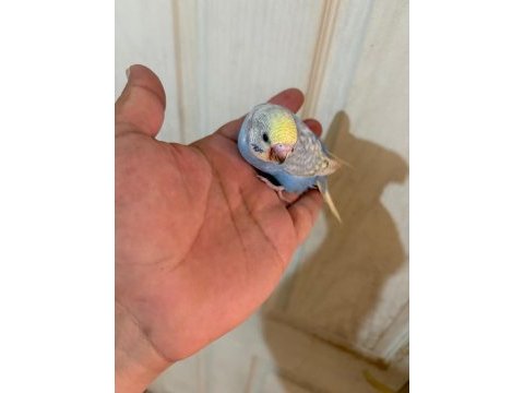 Son bir haftada yeme düşen çekoslovak bebek kuşlar