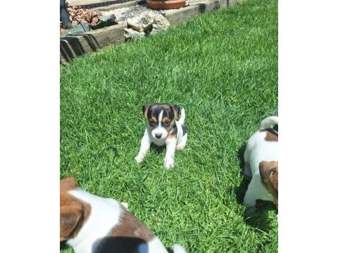 Jack russell kısa bacak bebekler