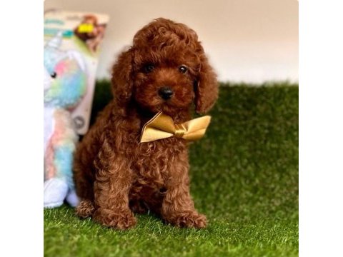 Kore kanı minicik toy poodle yavrular