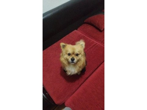 Shiba inu mix breeds köpeğimiz