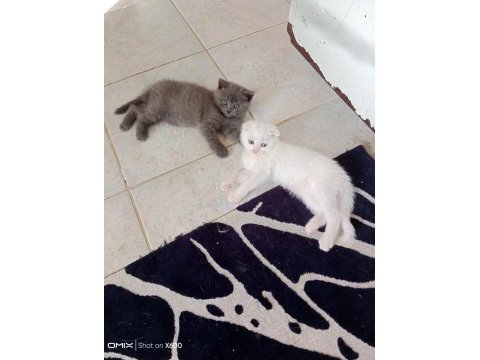 Sevimli scottish straight ve scottish fold kardeşler