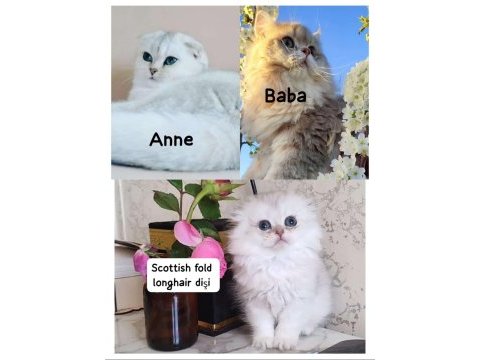 Scottish fold prenses