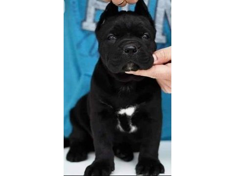 Siyah cane corso bebeklerimiz