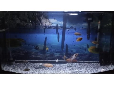 Mücevher cichlid