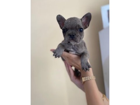 A+ kalite french bulldog yavrularımız