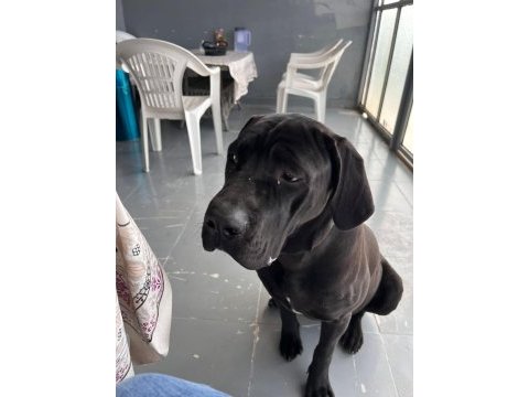 Yavrularımız cane corso